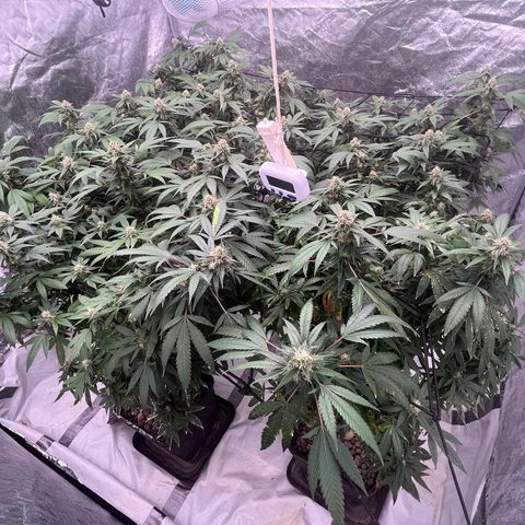 C2 Cloni Super Skunk Kush growlog photo: 07:00