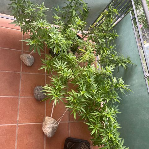 Strappata Per sbaglio  growlog photo: 07:00