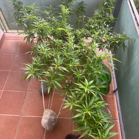 Strappata Per sbaglio  growlog photo: 07:00