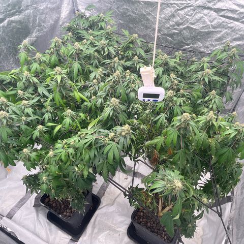 C2 Cloni Super Skunk Kush growlog photo: 00:20