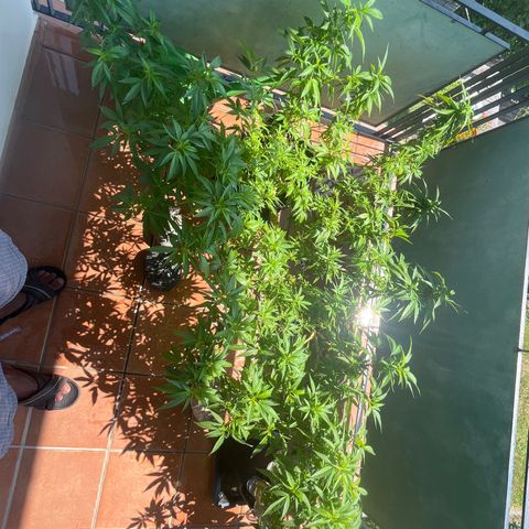 Strappata Per sbaglio  growlog timeline photo