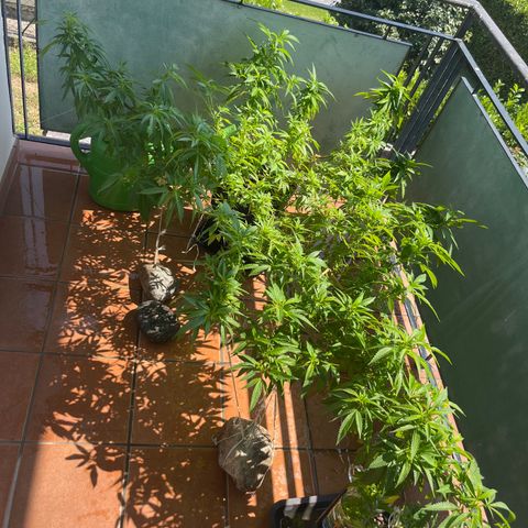 Strappata Per sbaglio  growlog timeline photo
