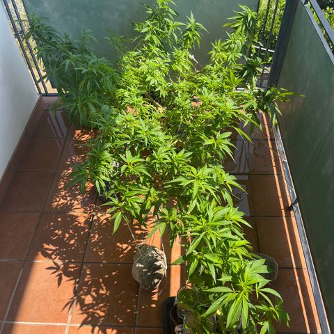 Strappata Per sbaglio  growlog timeline photo
