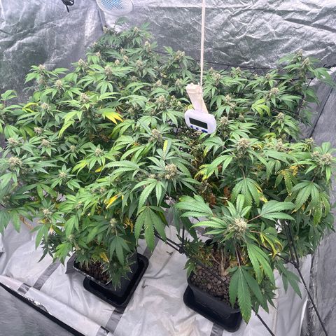 C2 Cloni Super Skunk Kush growlog photo: 22:15