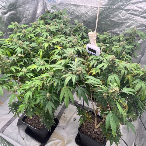 C2 Cloni Super Skunk Kush growlog timeline photo