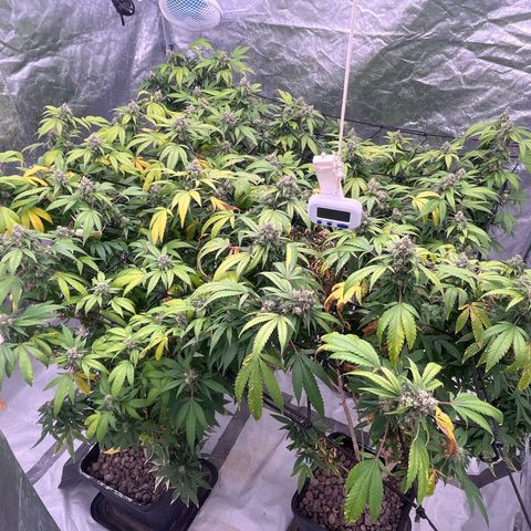 C2 Cloni Super Skunk Kush growlog photo: 23:40