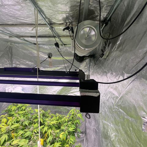 C2 Cloni Super Skunk Kush growlog photo: 23:40