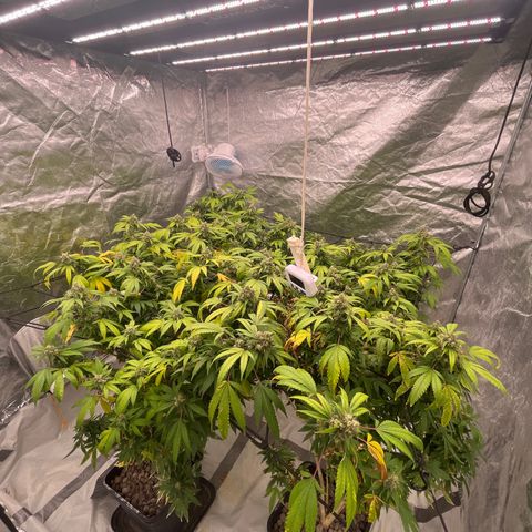 C2 Cloni Super Skunk Kush growlog photo: 23:40
