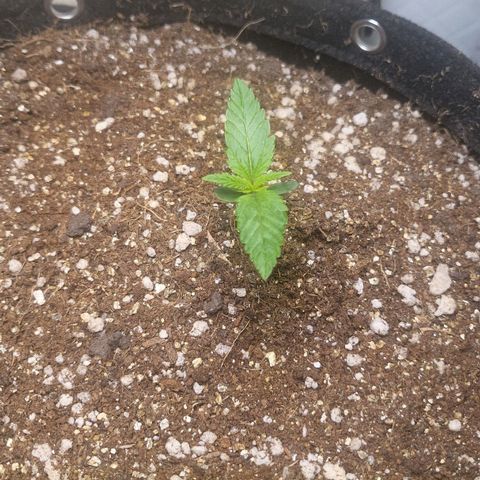 Watermelon auto 2/3 growlog timeline photo