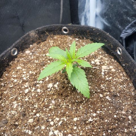 Watermelon auto 2/3 growlog timeline photo