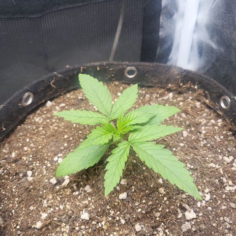 Watermelon auto 2/3 growlog timeline photo