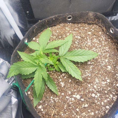 Watermelon auto 2/3 growlog timeline photo
