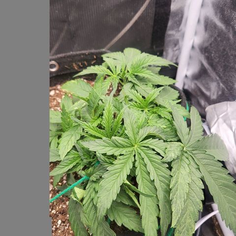 Watermelon auto 2/3 growlog timeline photo