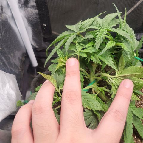 Watermelon auto 2/3 growlog timeline photo