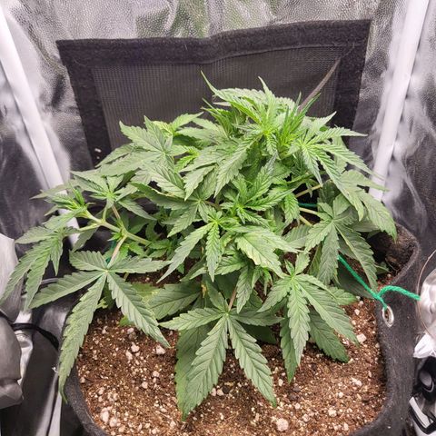 Watermelon auto 2/3 growlog timeline photo