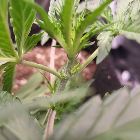 Watermelon auto 2/3 growlog timeline photo