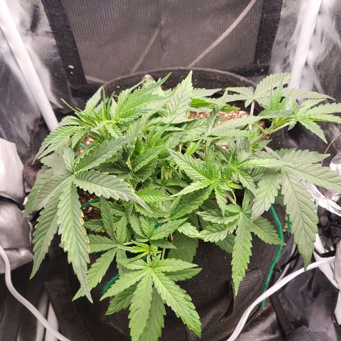 Watermelon auto 2/3 growlog timeline photo