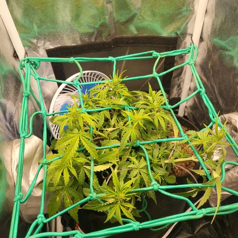 Watermelon auto 2/3 growlog timeline photo