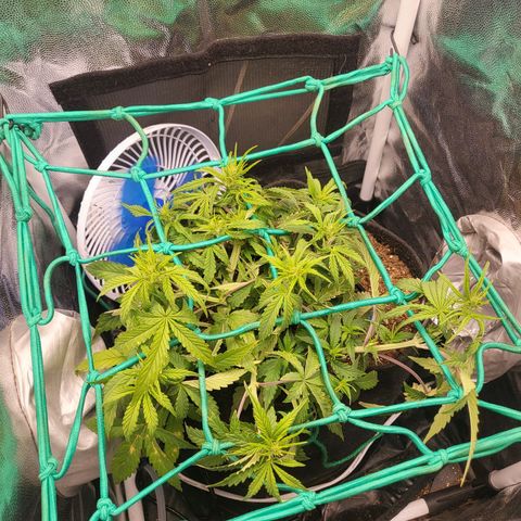 Watermelon auto 2/3 growlog timeline photo