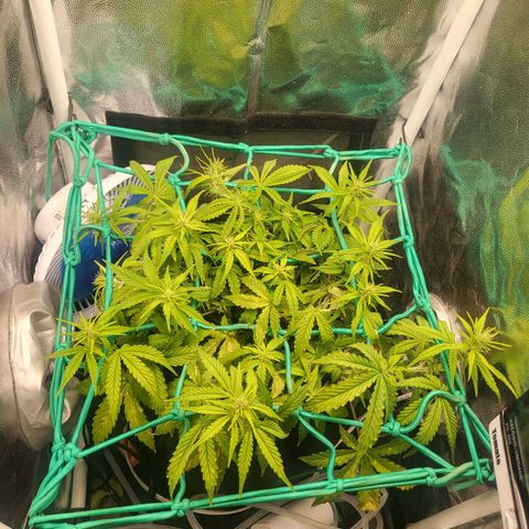 Watermelon auto 2/3 growlog timeline photo