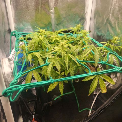 Watermelon auto 2/3 growlog timeline photo