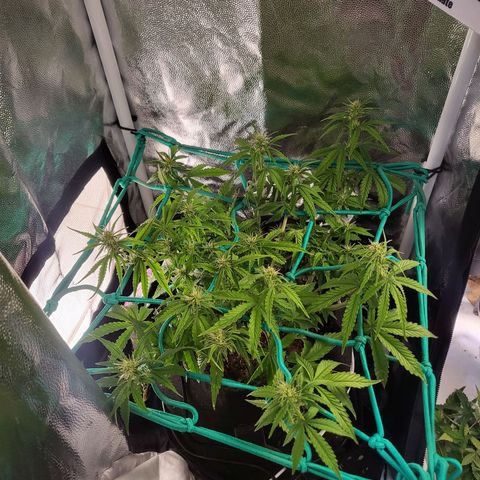 Watermelon auto 2/3 growlog timeline photo