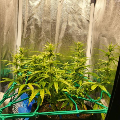 Watermelon auto 2/3 growlog timeline photo