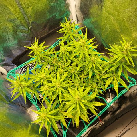 Watermelon auto 2/3 growlog timeline photo