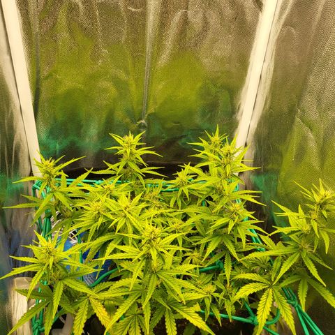 Watermelon auto 2/3 growlog timeline photo