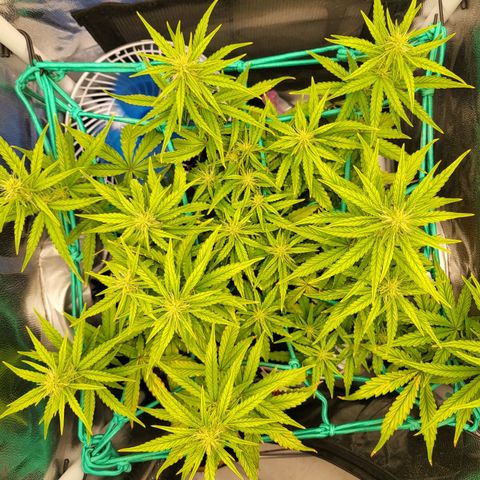 Watermelon auto 2/3 growlog timeline photo