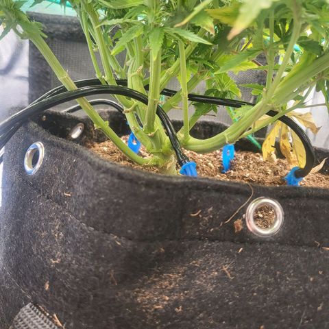 Watermelon auto 2/3 growlog timeline photo