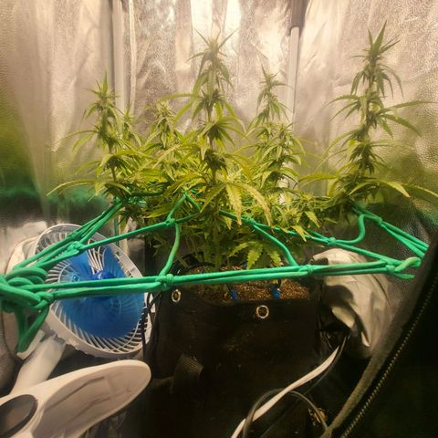 Watermelon auto 2/3 growlog timeline photo