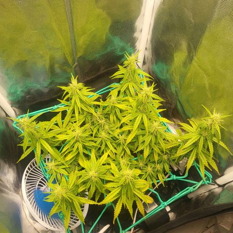 Watermelon auto 2/3 growlog timeline photo