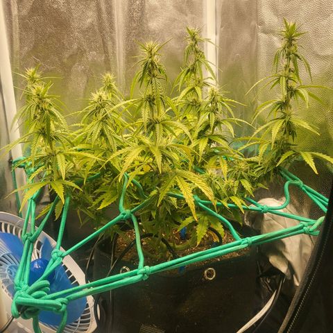 Watermelon auto 2/3 growlog timeline photo