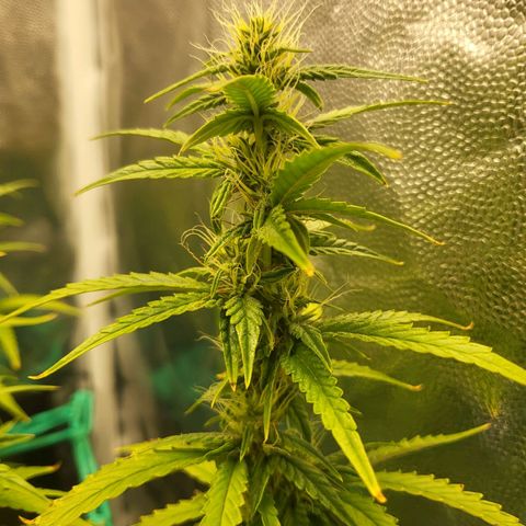 Watermelon auto 2/3 growlog timeline photo