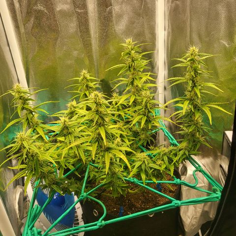 Watermelon auto 2/3 growlog timeline photo