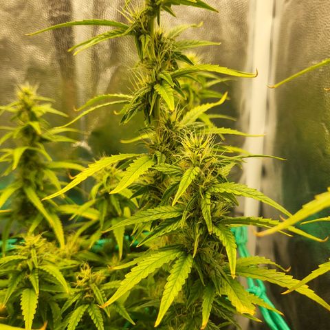 Watermelon auto 2/3 growlog timeline photo