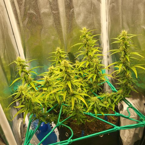 Watermelon auto 2/3 growlog timeline photo