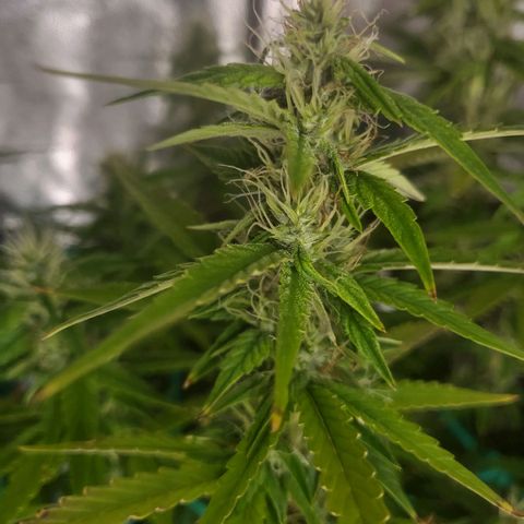 Watermelon auto 2/3 growlog timeline photo