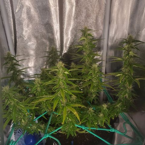 Watermelon auto 2/3 growlog timeline photo