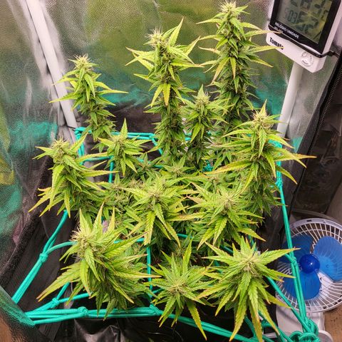 Watermelon auto 2/3 growlog timeline photo