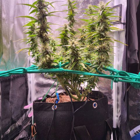 Watermelon auto 2/3 growlog timeline photo