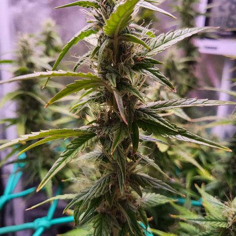 Watermelon auto 2/3 growlog timeline photo
