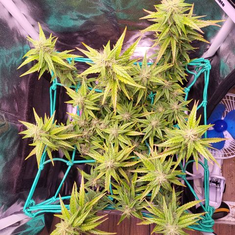Watermelon auto 2/3 growlog timeline photo