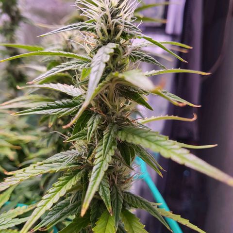 Watermelon auto 2/3 growlog timeline photo