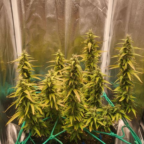 Watermelon auto 2/3 growlog timeline photo