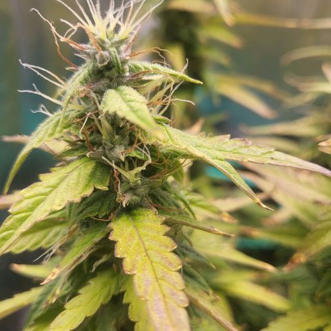 Watermelon auto 2/3 growlog timeline photo