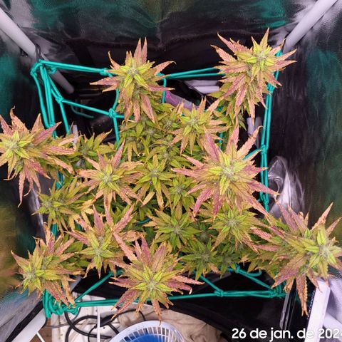 Watermelon auto 2/3 growlog timeline photo