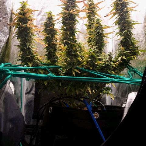Watermelon auto 2/3 growlog timeline photo