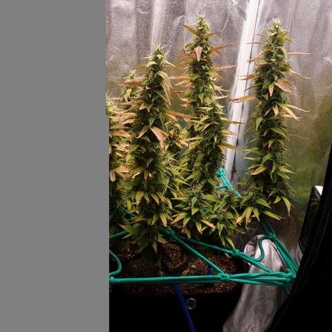 Watermelon auto 2/3 growlog timeline photo